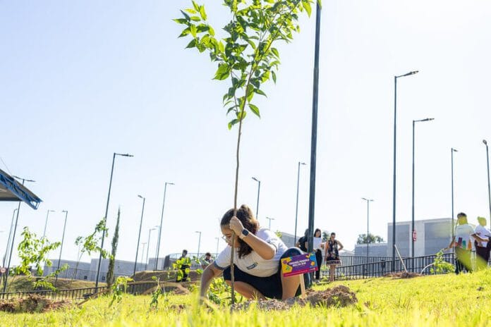 Itapevi distribui mudas gratuitas para incentivar o plantio de árvores nativas