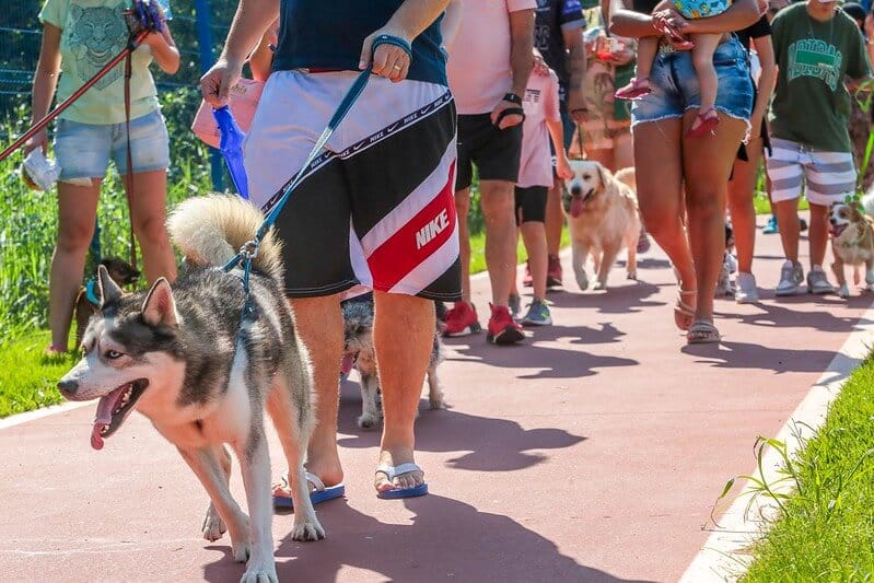 Itapevi celebra aniversário com 1ª Feira Socioambiental e 6ª Cãominhada